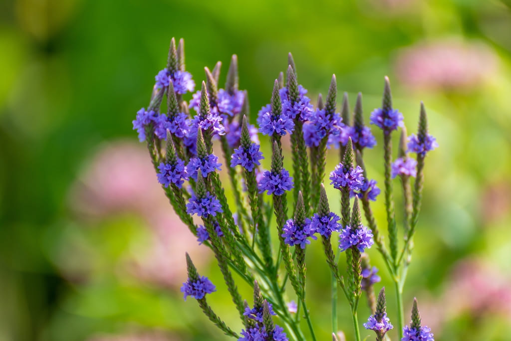 Blue Vervain For Anxiety Depression Calm Down Vinatura