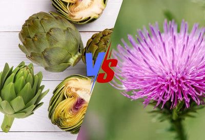 Artichoke Vs. Milk Thistle