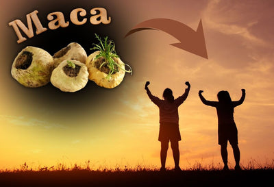 Benefits of Maca Root