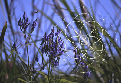 blue vervain magical properties