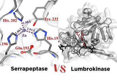 Can You Take Serrapeptase And Lumbrokinase Together