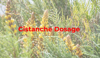 cistanche dosage and how to take cistanche