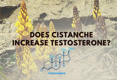 Does Cistanche Increase Testosterone