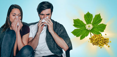 Does Goldenseal Help With Colds And Flu?