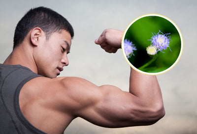 Does Horny Goat Weed Increase Testosterone