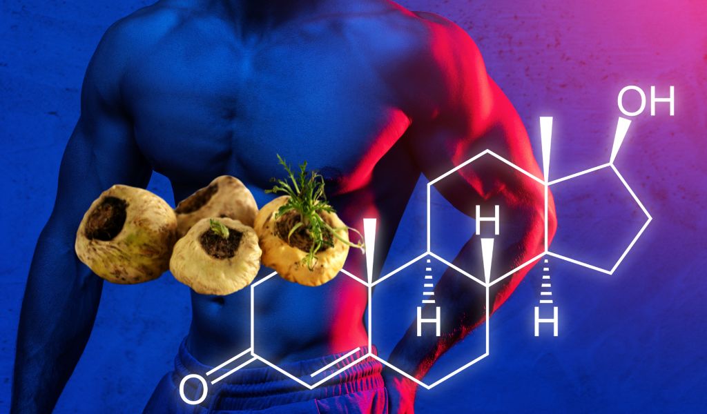 Does Maca Root Increase Testosterone