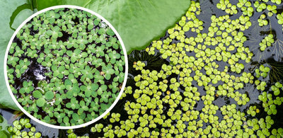 Duckweed Nutrition Facts