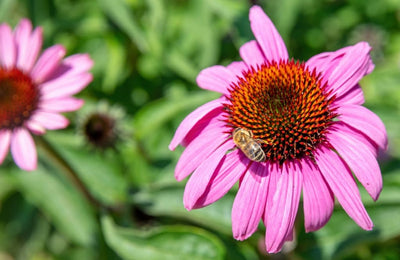 Echinacea And Goldenseal Root Benefits