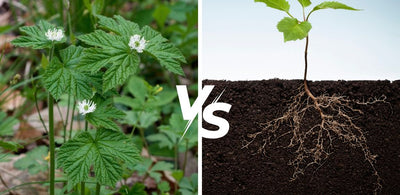 Goldenseal Leaf Vs Root