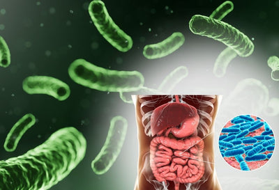 Is Lactobacillus Rhamnosus safe