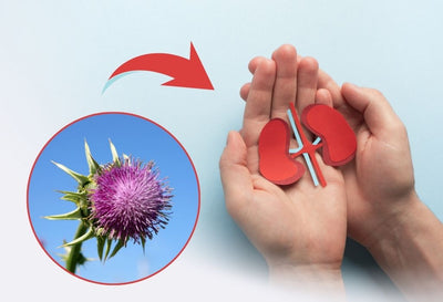 Is Milk Thistle Good For Kidneys