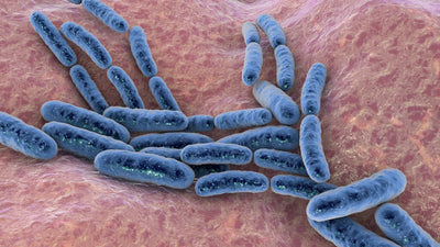 Lactobacillus Gasseri Benefits