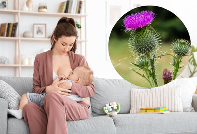 Milk Thistle For Lactation