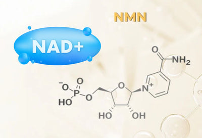 NAD vs NMN: Which is Better?