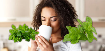  Peppermint Vs Spearmint Tea