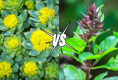 Rhodiola Vs. Holy Basil