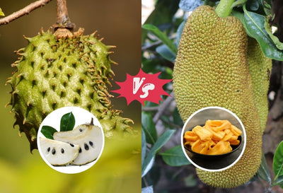 Soursop Vs. Jackfruit