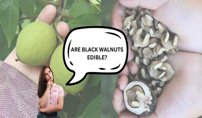 are black walnuts edible