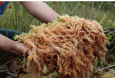 benefits of sea moss for women