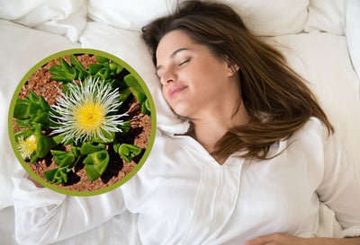 benefits of zembrin for sleep