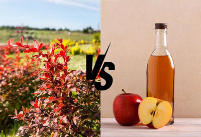 berberine vs apple cider vinegar