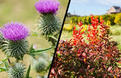 berberine vs milk thistle