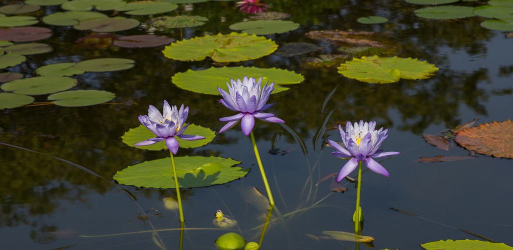 blue lotus flower benefits