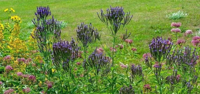 blue vervain benefits