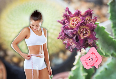 caralluma fimbriata benefits