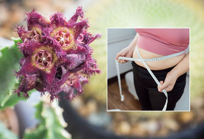 caralluma fimbriata for weight loss