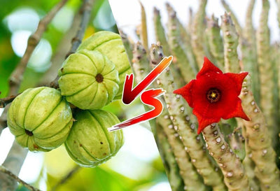 caralluma fimbriata vs garcinia cambogia