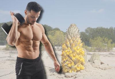 cistanche benefits for men