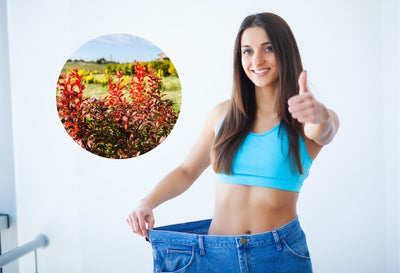 does berberine help with weight loss