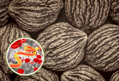 does black walnut kill parasites