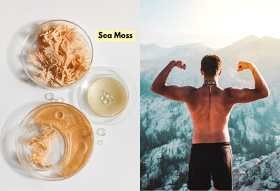 does sea moss help build muscle