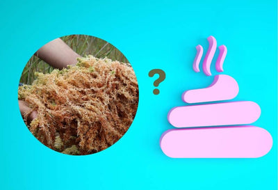 Does Sea Moss Make You Poop?