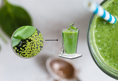 duckweed shake recipes