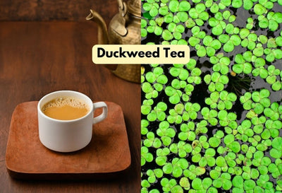 What is Duckweed Tea? How to Make Duckweed Tea?