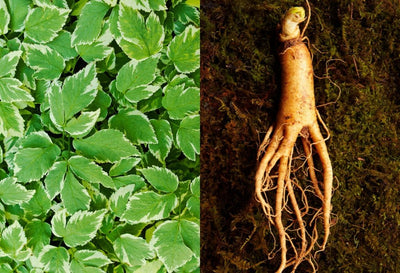 horny goat weed vs ginseng