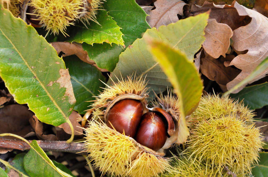 Horse Chestnut Seed Extract Benefits, Side Effects & Dosage – Vinatura ...