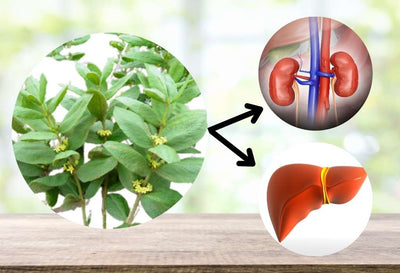 is fadogia agrestis toxic