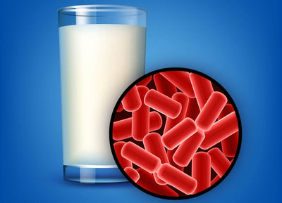 lactobacillus reuteri in food