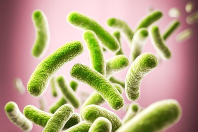 Lactobacillus salivarious for weight loss