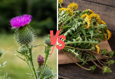 milk thistle or dandelion