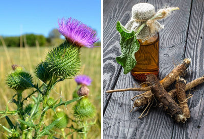 milk thistle vs burdock