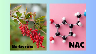 NAC and Berberine