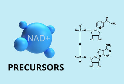 5 NAD+ Precursors: Where Can You Find Them?