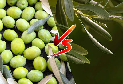 olive fruit extract vs olive leaf extract