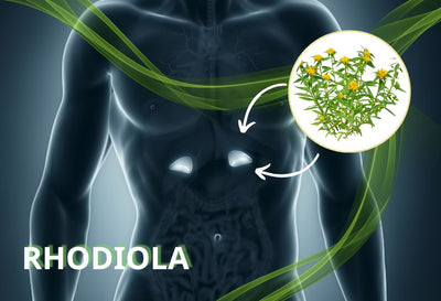 rhodiola for adrenal fatigue