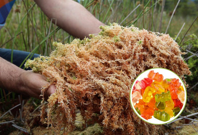 7 Sea Moss Gummies Benefits? How to Take Sea Moss Gummies